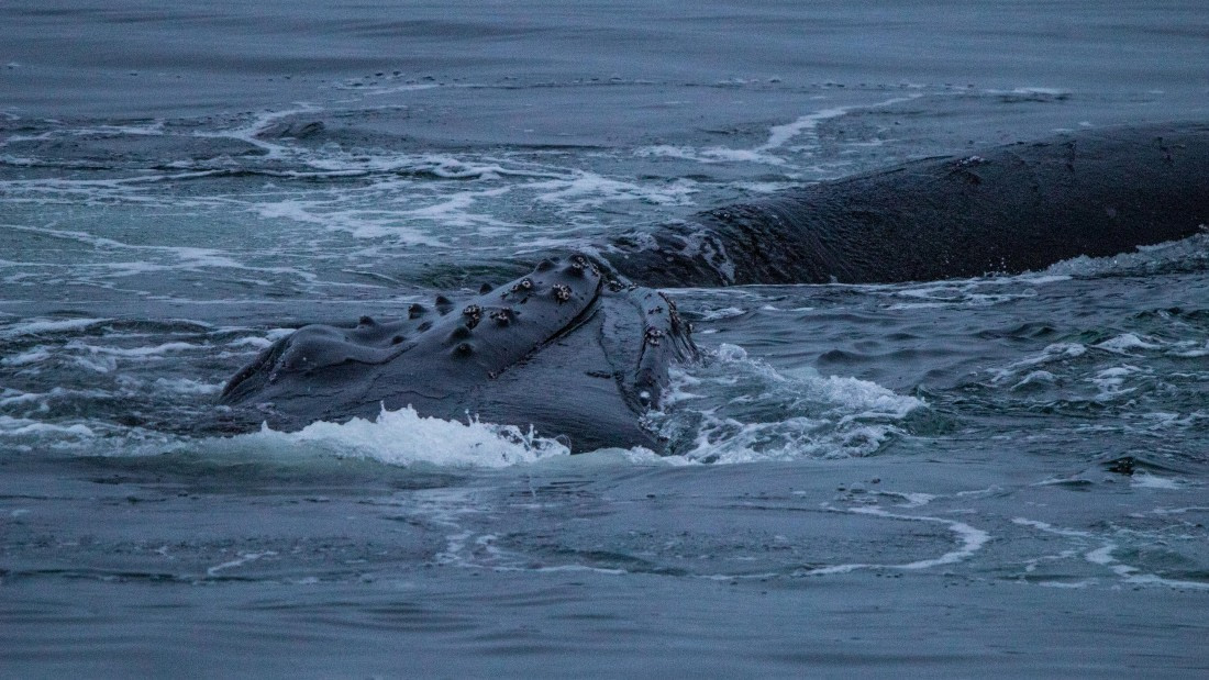 OTL28-25, Day 4, IMG_6698 © Unknown photographer - Oceanwide Expeditions.jpg