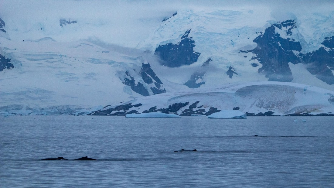 OTL28-25, Day 4, IMG_6704 © Unknown photographer - Oceanwide Expeditions.jpg