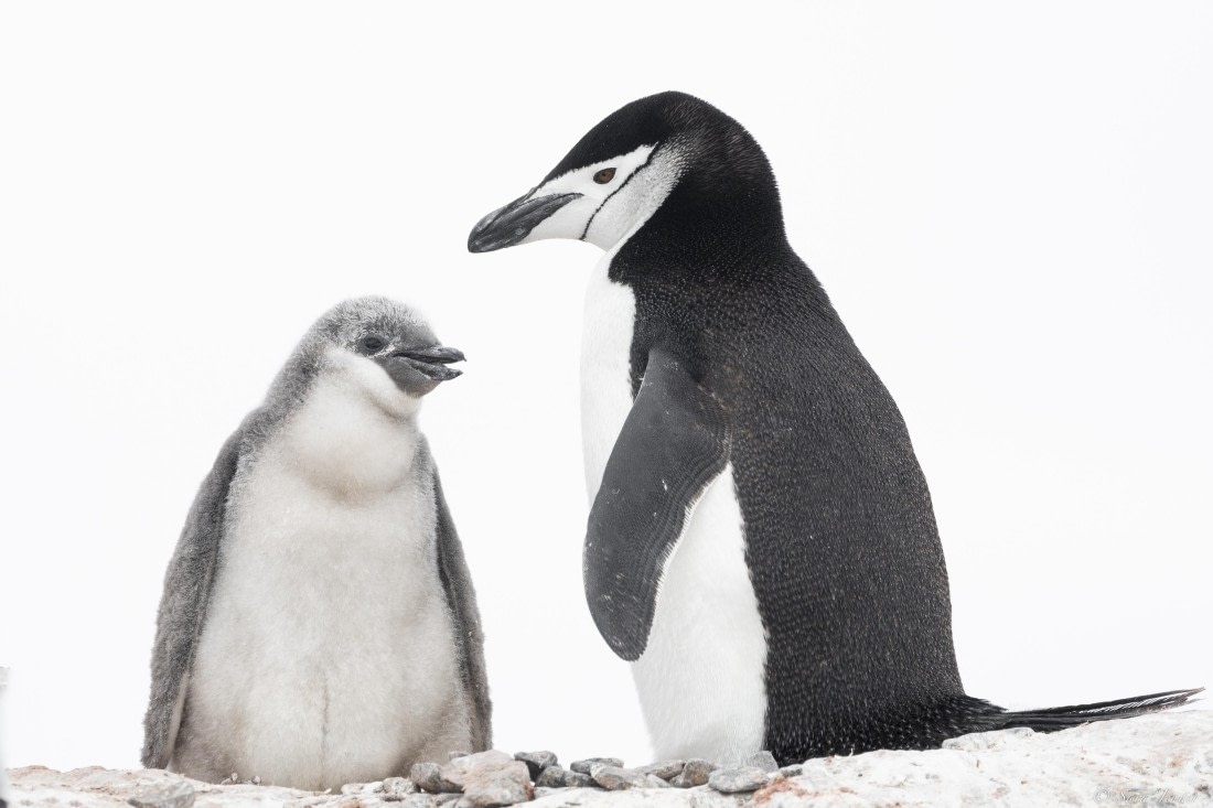 OTL28-25, Day 4, Palaver Point 3 © Sara Jenner - Oceanwide Expeditions.jpg