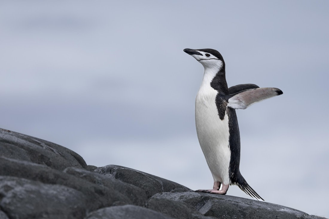 OTL28-25, Day 4, Palaver Point 4 © Sara Jenner - Oceanwide Expeditions.jpg