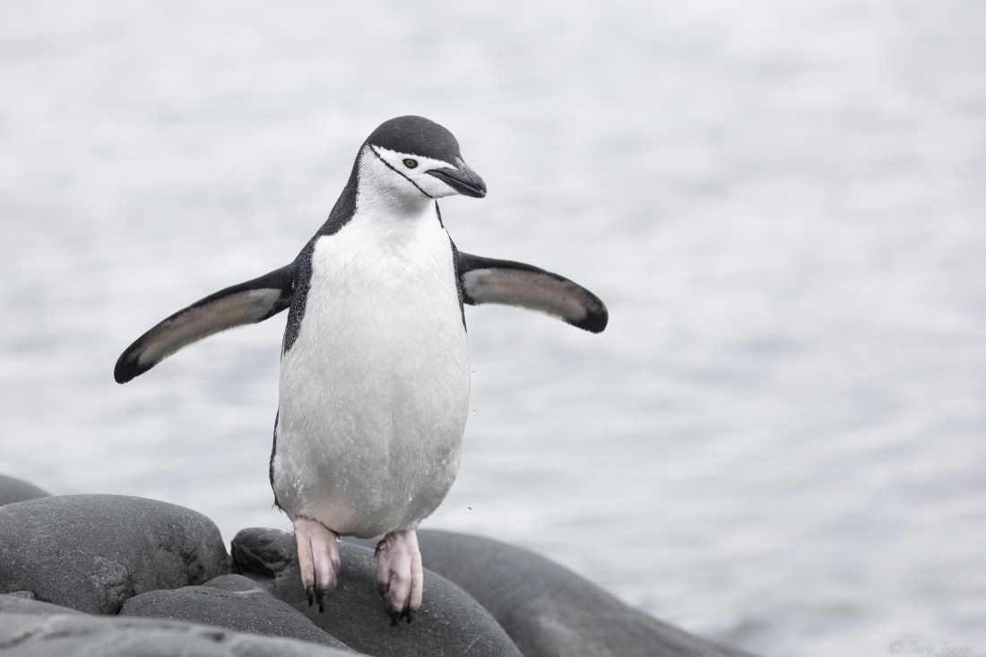 OTL28-25, Day 4, Palaver Point 5 © Sara Jenner - Oceanwide Expeditions.jpg