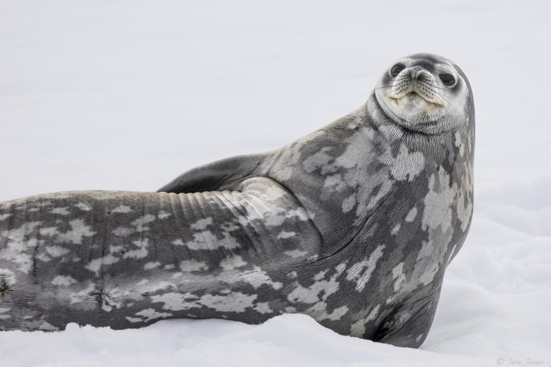 OTL28-25, Day 4, Weddell Seal 2 © Sara Jenner - Oceanwide Expeditions.jpg