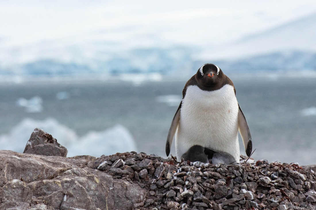OTL28-25, Day 5, _DSC5552 © Hana Spickova - Oceanwide Expeditions.jpg