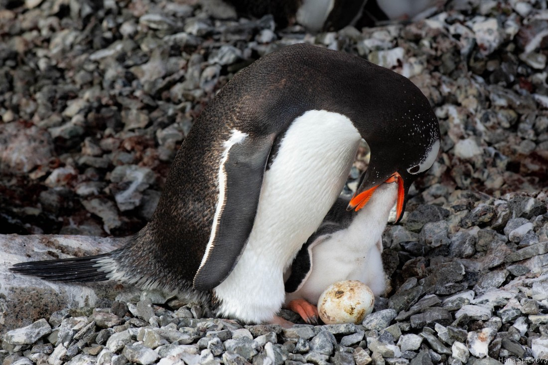 OTL28-25, Day 5, _DSC5558 © Hana Spickova - Oceanwide Expeditions.jpg