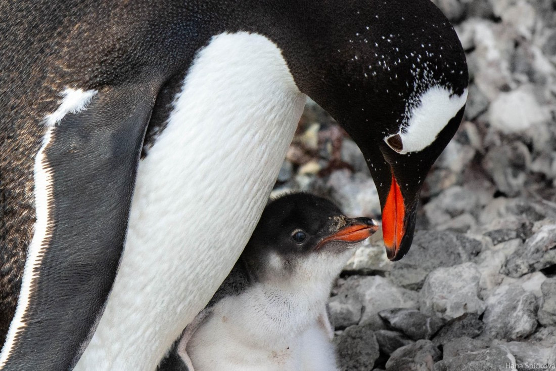 OTL28-25, Day 5, _DSC5559 © Hana Spickova - Oceanwide Expeditions.jpg