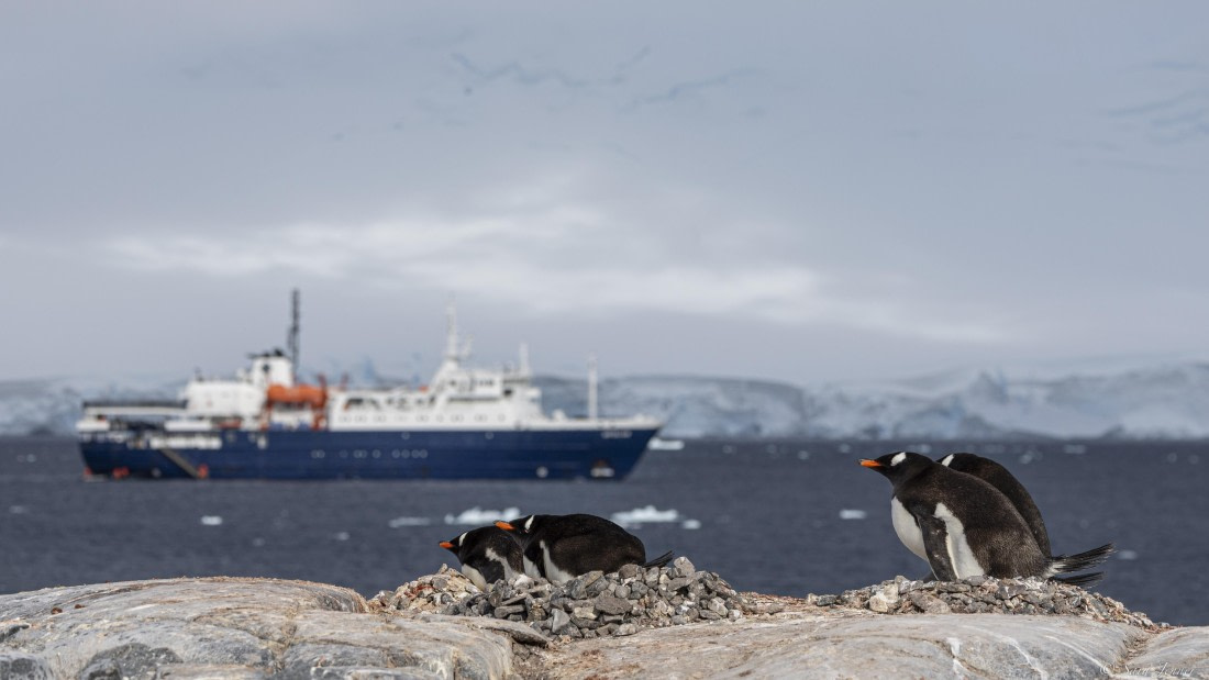 OTL28-25, Day 5, Damoy 1 © Sara Jenner - Oceanwide Expeditions.jpg