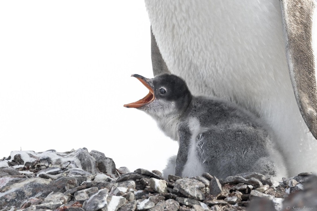 OTL28-25, Day 5, Damoy 2 © Sara Jenner - Oceanwide Expeditions.jpg