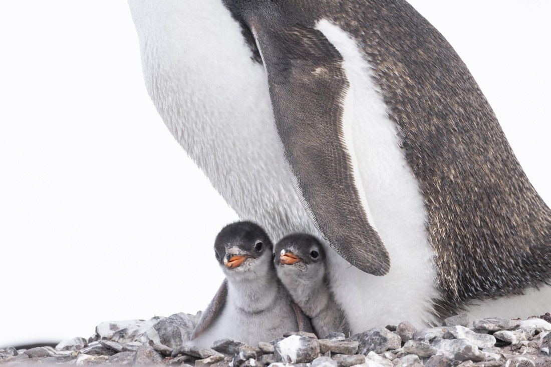 OTL28-25, Day 5, Damoy 4 © Sara Jenner - Oceanwide Expeditions.jpg