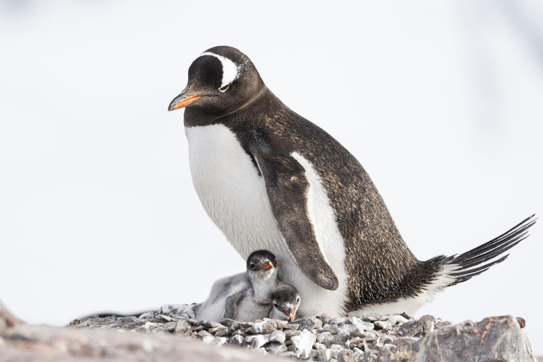 OTL28-25, Day 5, Damoy 6 © Sara Jenner - Oceanwide Expeditions.jpg