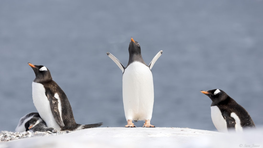 OTL28-25, Day 5, Damoy 8 © Sara Jenner - Oceanwide Expeditions.jpg