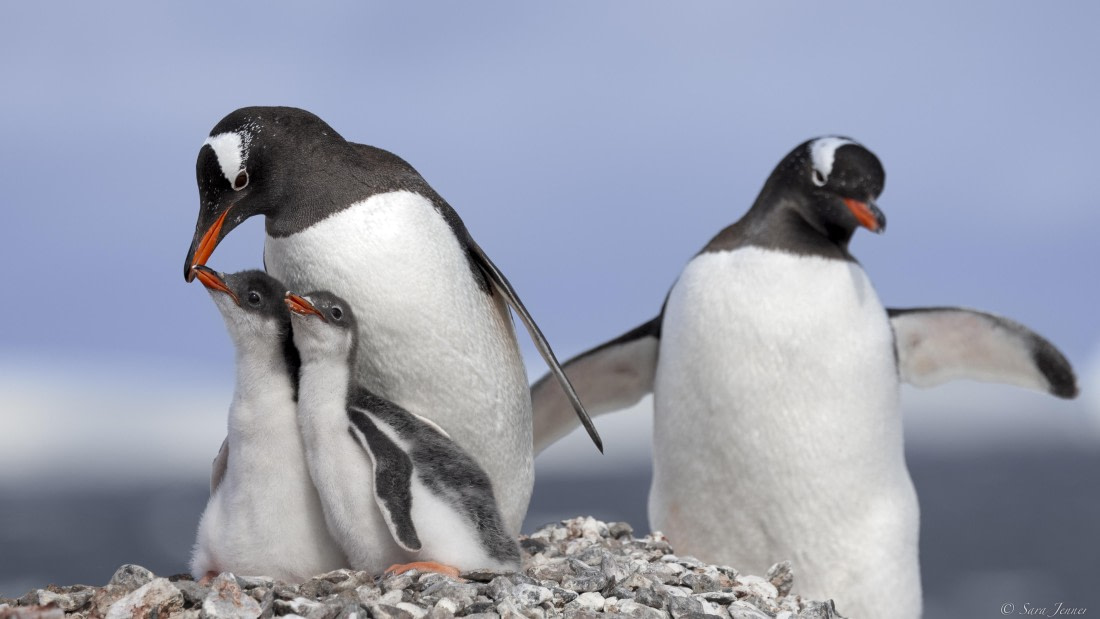 OTL28-25, Day 5, Damoy 9 © Sara Jenner - Oceanwide Expeditions.jpg