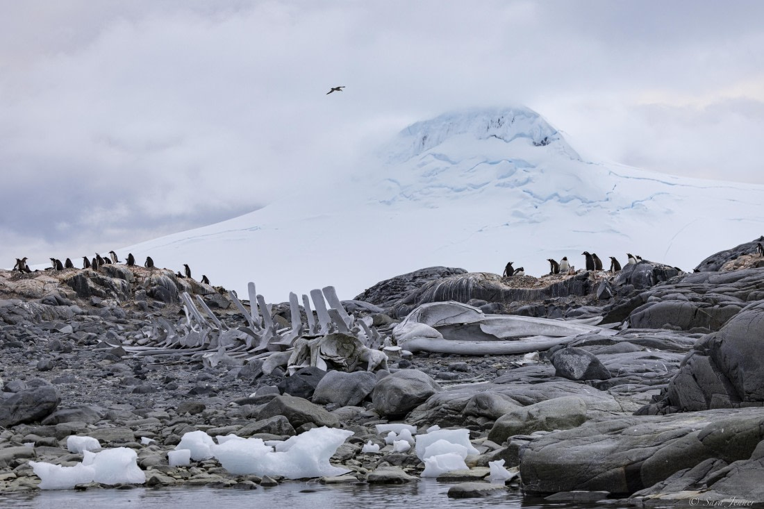OTL28-25, Day 5, Jougla Point 1 © Sara Jenner - Oceanwide Expeditions.jpg