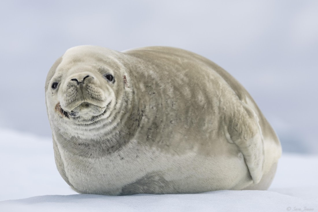 OTL28-25, Day 5, Jougla Point 3 © Sara Jenner - Oceanwide Expeditions.jpg