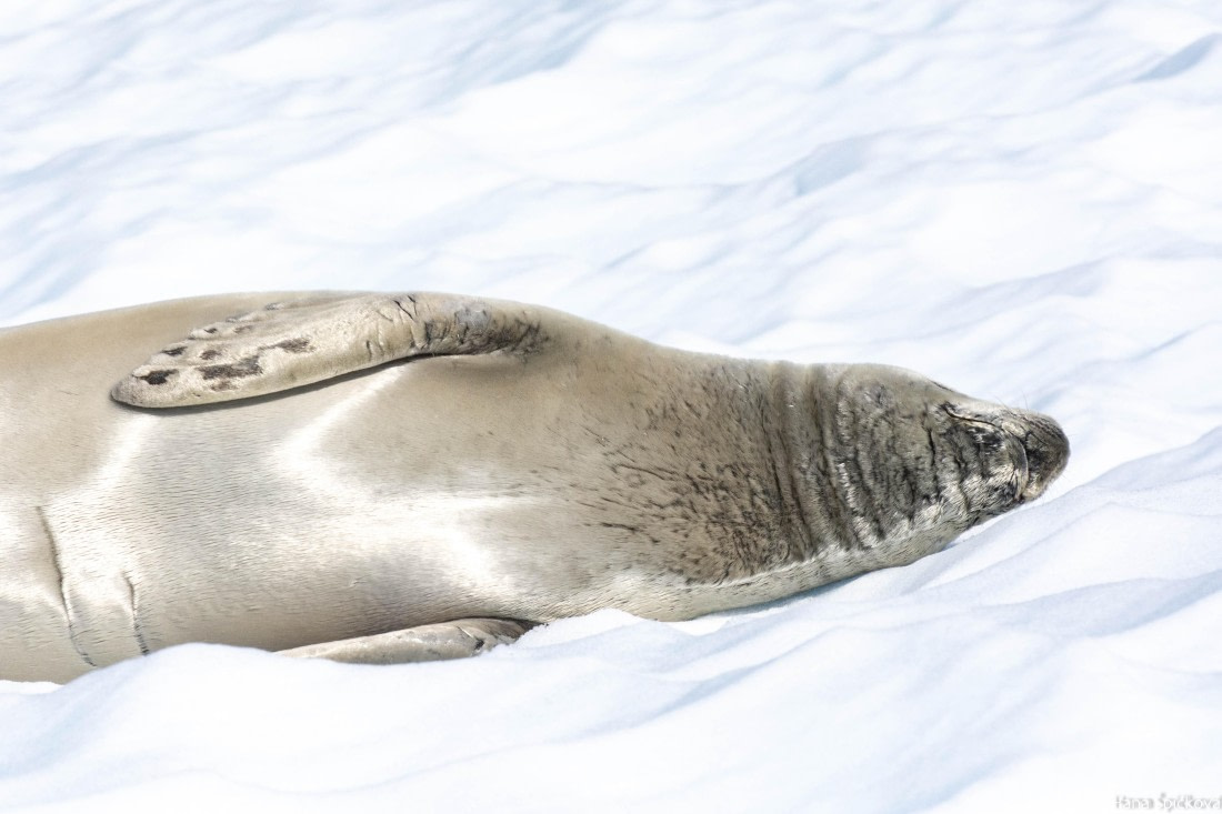 OTL28-25, Day 6, _DSC5668 © Hana Spickova - Oceanwide Expeditions.jpg