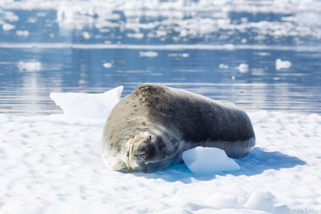 OTL28-25, Day 6, _DSC5684 © Hana Spickova - Oceanwide Expeditions.jpg
