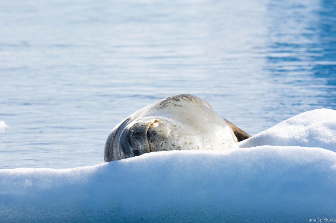 OTL28-25, Day 6, _DSC5686 © Hana Spickova - Oceanwide Expeditions.jpg