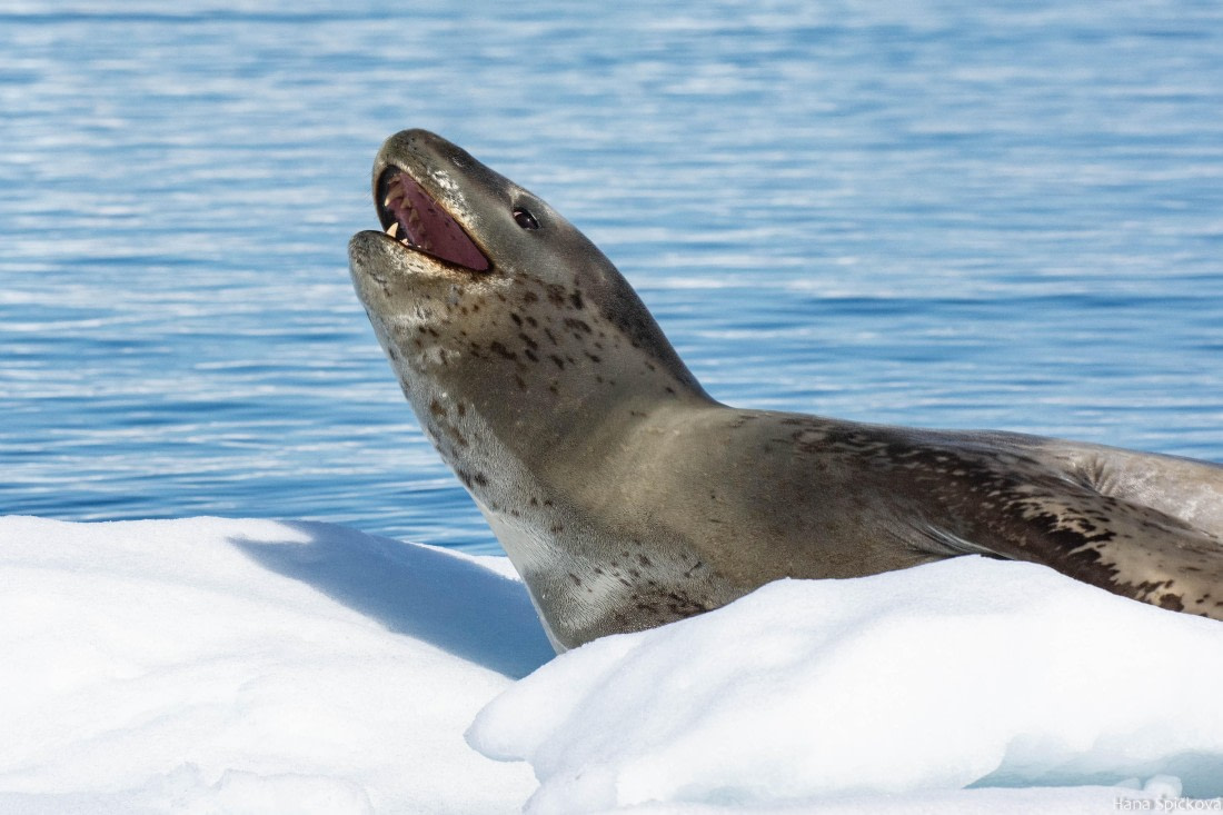 OTL28-25, Day 6, _DSC5693 © Hana Spickova - Oceanwide Expeditions.jpg