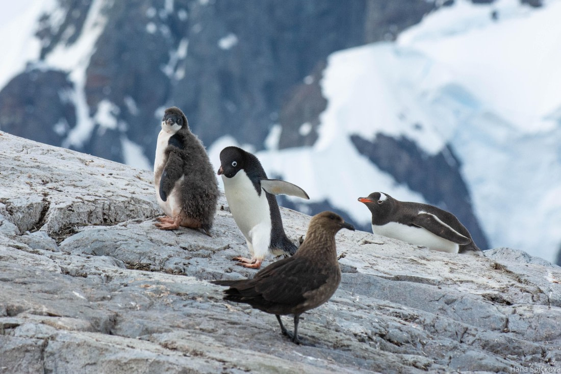 OTL28-25, Day 6, _DSC5709 © Hana Spickova - Oceanwide Expeditions.jpg