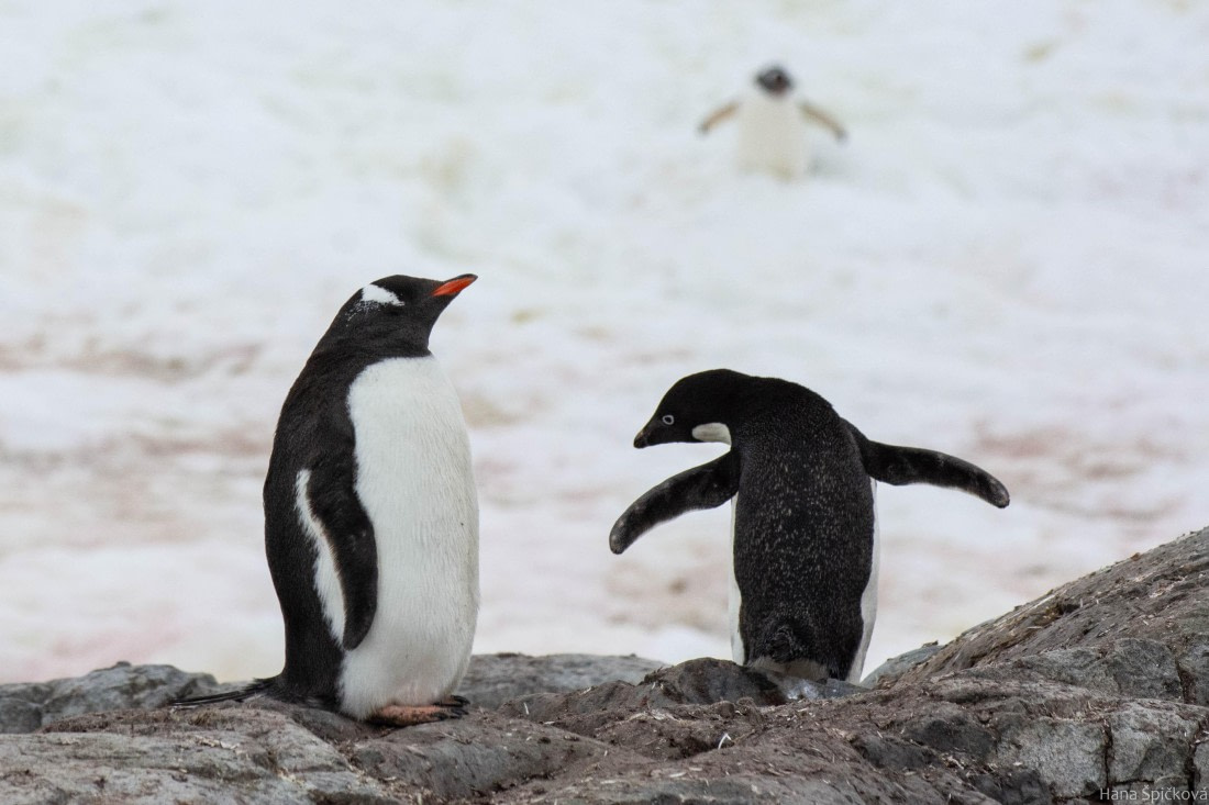 OTL28-25, Day 6, _DSC5746 © Hana Spickova - Oceanwide Expeditions.jpg