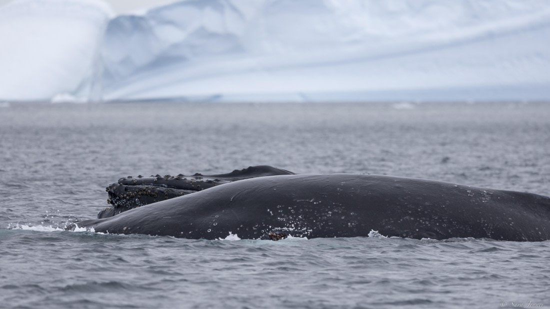 OTL28-25, Day 6, Humpback 1 © Sara Jenner - Oceanwide Expeditions.jpg