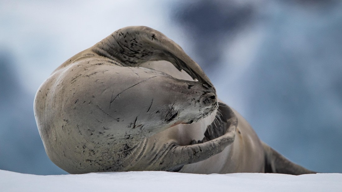 OTL28-25, Day 6, IMG_6802 © Unknown photographer - Oceanwide Expeditions.jpg