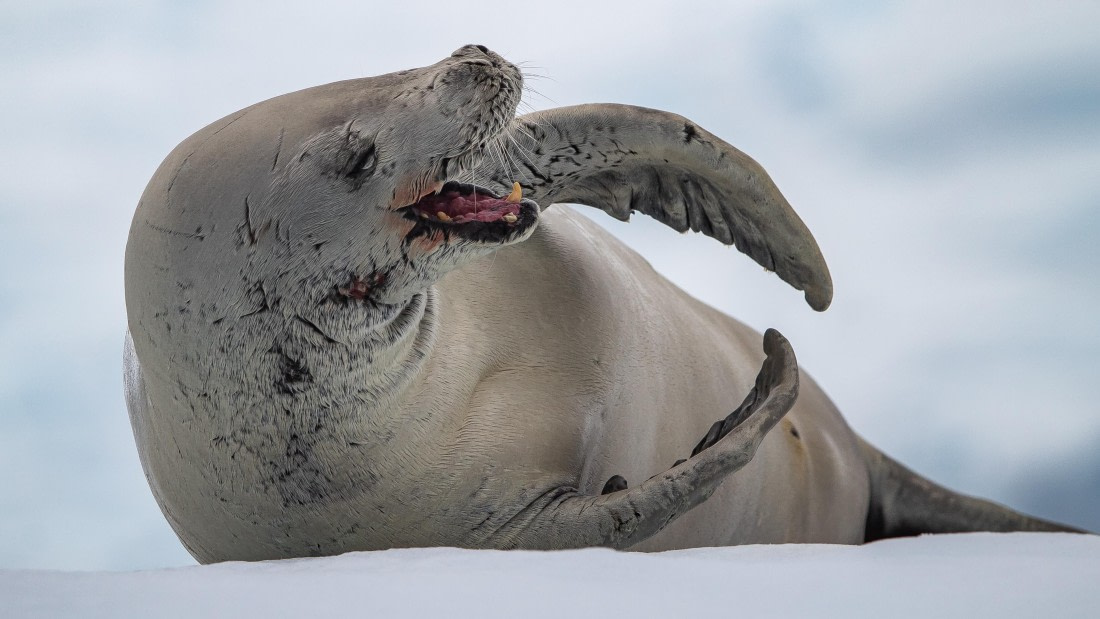 OTL28-25, Day 6, IMG_6808 © Unknown photographer - Oceanwide Expeditions.jpg