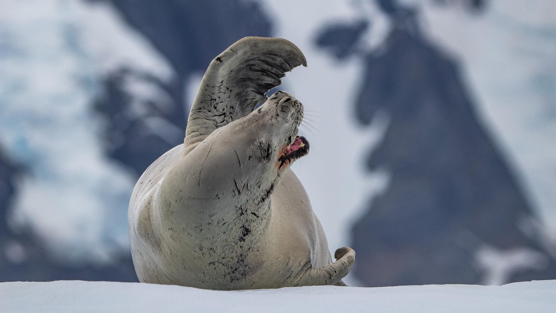 OTL28-25, Day 6, IMG_6815 © Unknown photographer - Oceanwide Expeditions.jpg