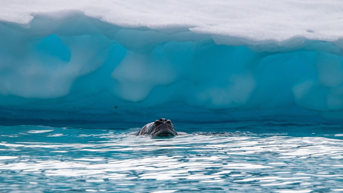 OTL28-25, Day 6, IMG_6828 © Unknown photographer - Oceanwide Expeditions.jpg