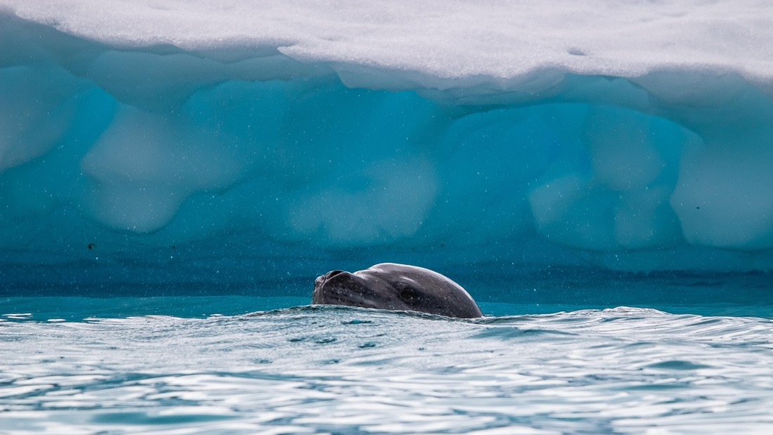 OTL28-25, Day 6, IMG_6831 © Unknown photographer - Oceanwide Expeditions.jpg