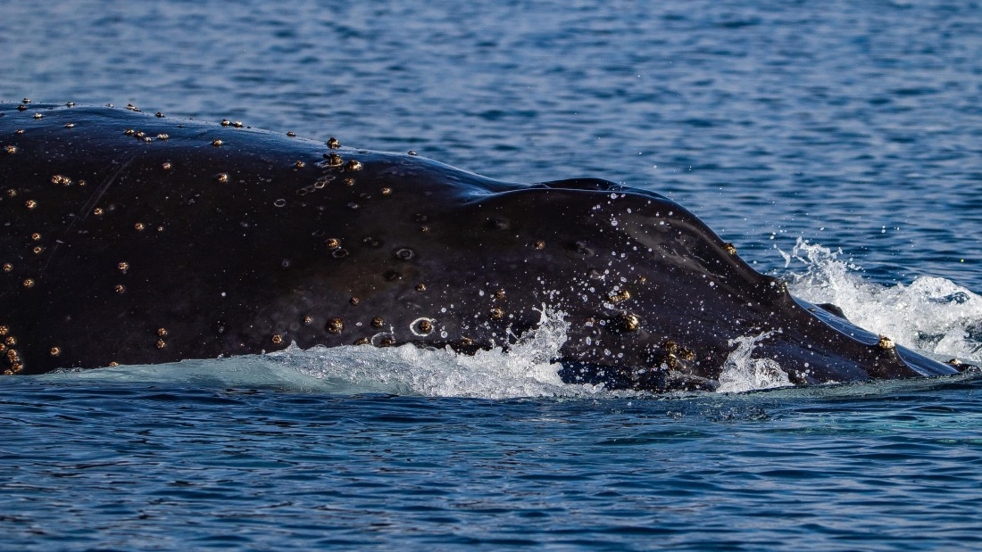 OTL28-25, Day 6, IMG_6840 © Unknown photographer - Oceanwide Expeditions.jpg