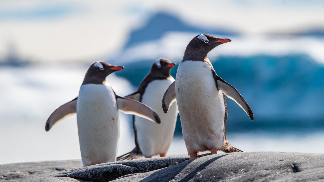 OTL28-25, Day 6, IMG_6858 © Unknown photographer - Oceanwide Expeditions.jpg