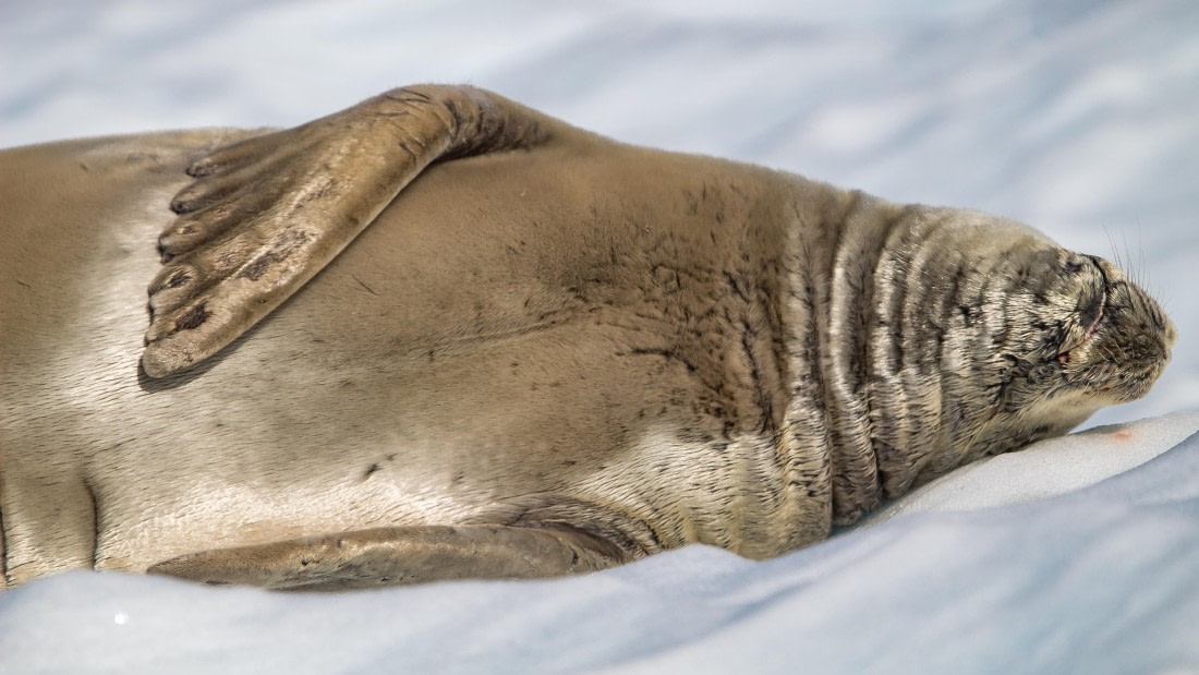 OTL28-25, Day 6, IMG_6869 © Unknown photographer - Oceanwide Expeditions.jpg