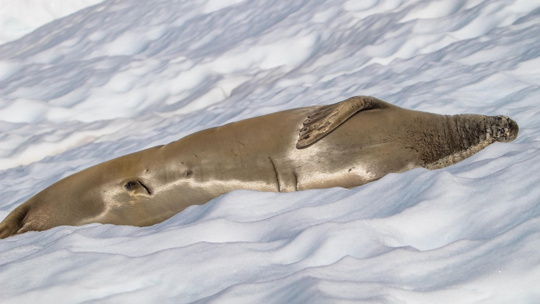 OTL28-25, Day 6, IMG_6872 © Unknown photographer - Oceanwide Expeditions.jpg