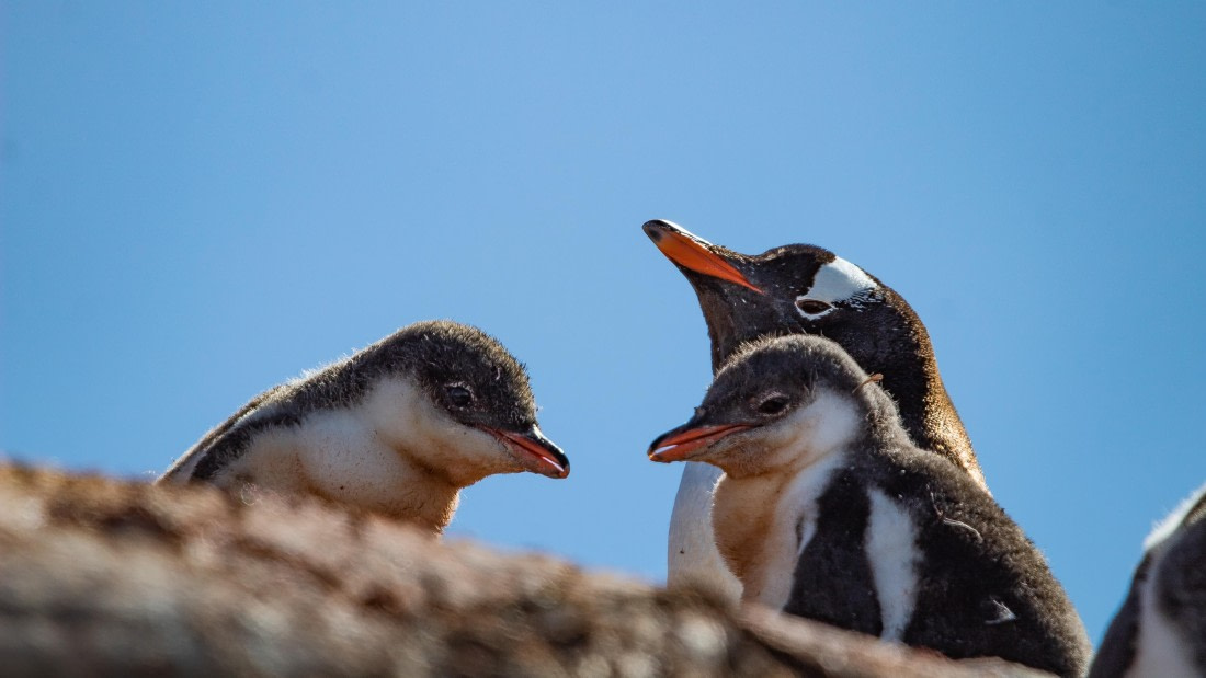 OTL28-25, Day 6, IMG_6908 © Unknown photographer - Oceanwide Expeditions.jpg