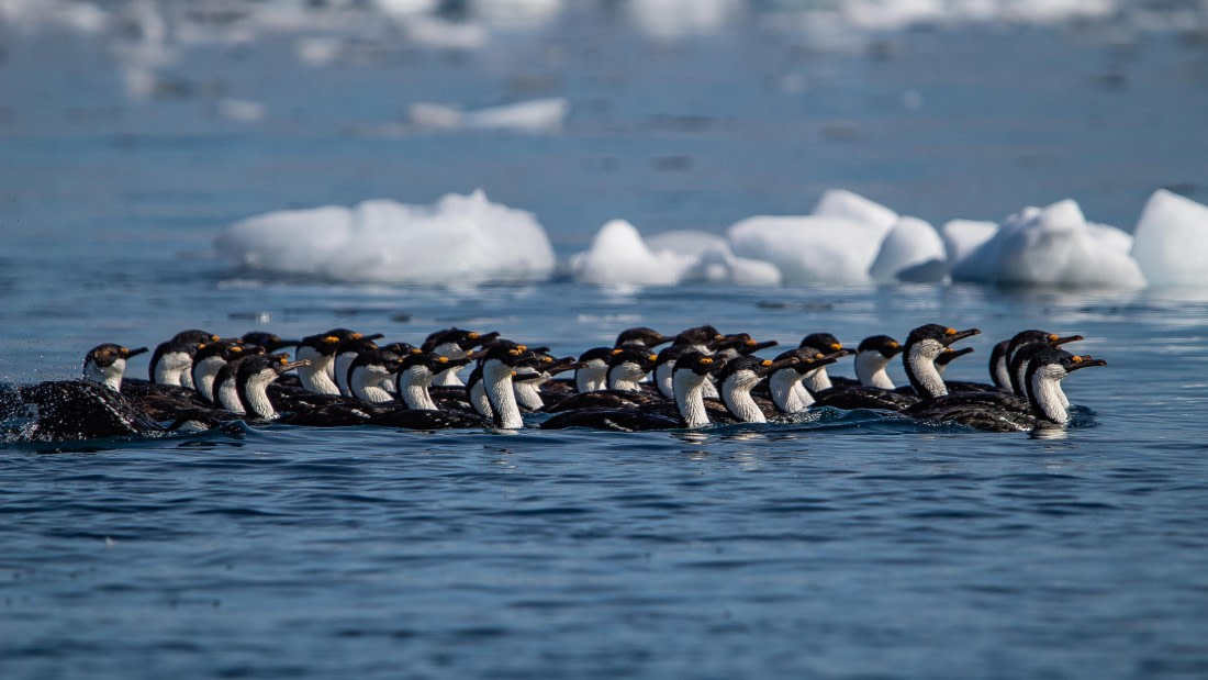 OTL28-25, Day 6, IMG_6917 © Unknown photographer - Oceanwide Expeditions.jpg