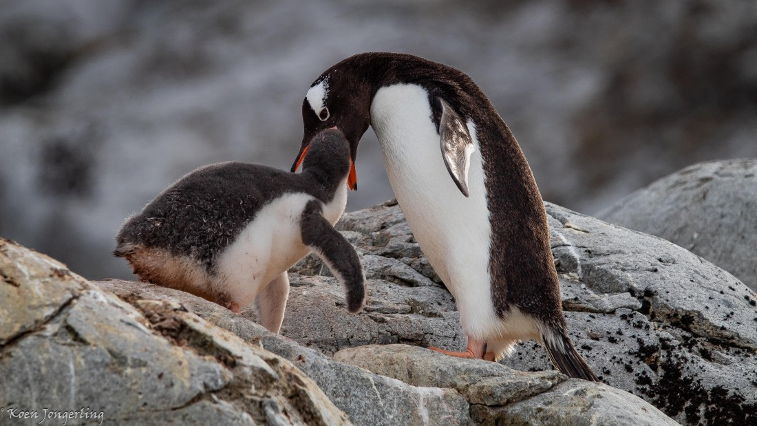 OTL28-25, Day 6, IMG_6951 © Koen Jongerling - Oceanwide Expeditions.jpg