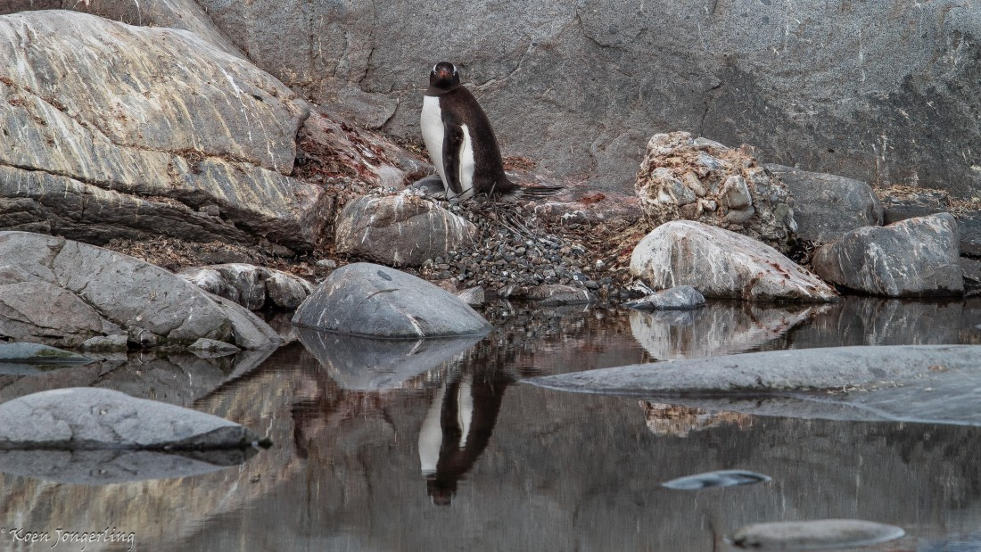 OTL28-25, Day 6, IMG_6969 © Koen Jongerling - Oceanwide Expeditions.jpg