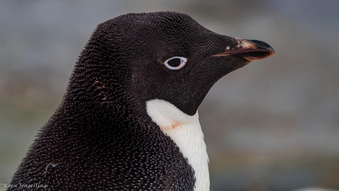 OTL28-25, Day 6, IMG_6973 © Koen Jongerling - Oceanwide Expeditions.jpg