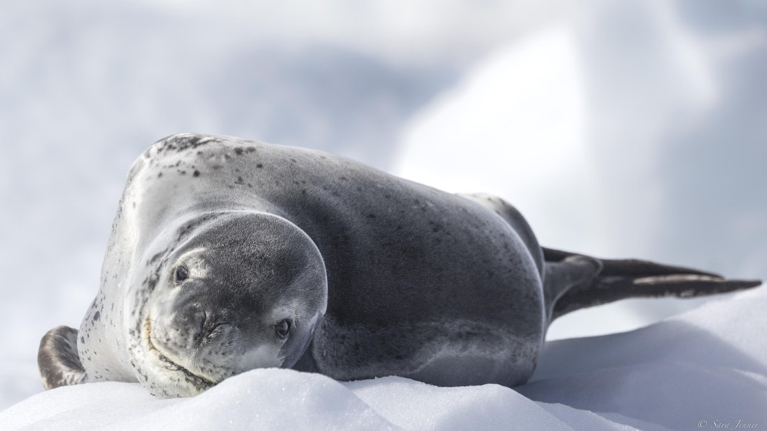 OTL28-25, Day 6, Leopard Seal 1 © Sara Jenner - Oceanwide Expeditions.jpg