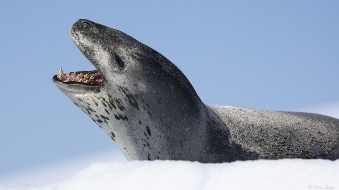 OTL28-25, Day 6, Leopard Seal 2 © Sara Jenner - Oceanwide Expeditions.jpg