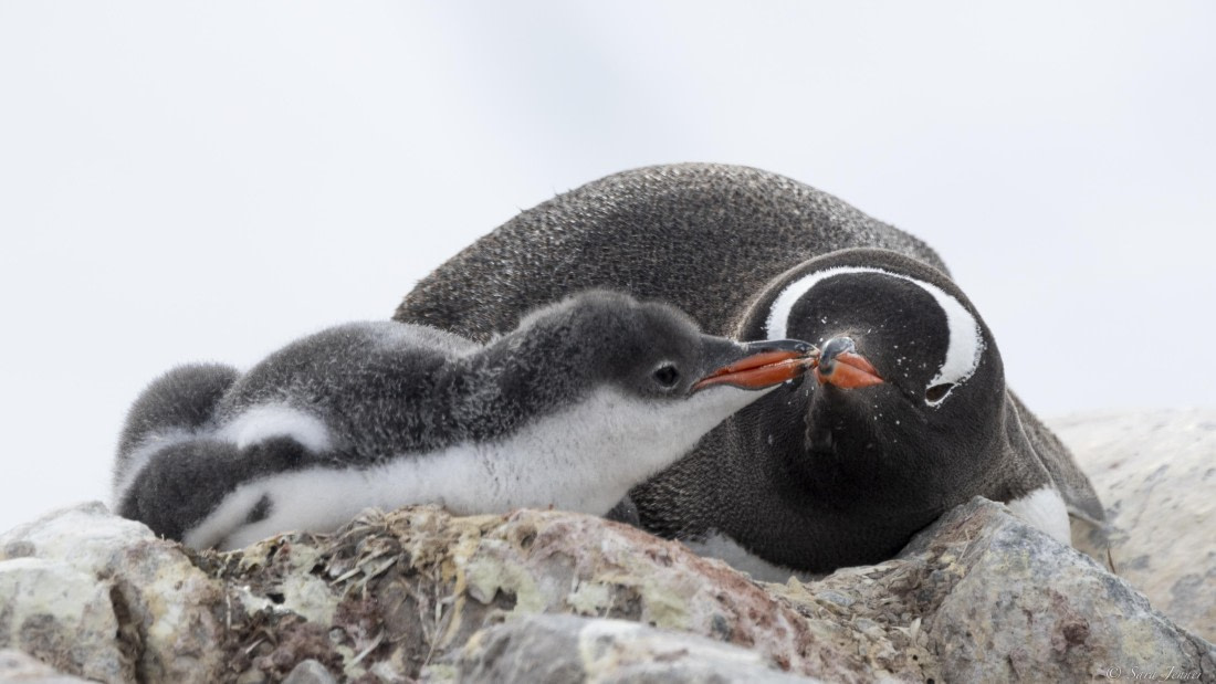 OTL28-25, Day 6, Petermann Island 2 © Sara Jenner - Oceanwide Expeditions.jpg