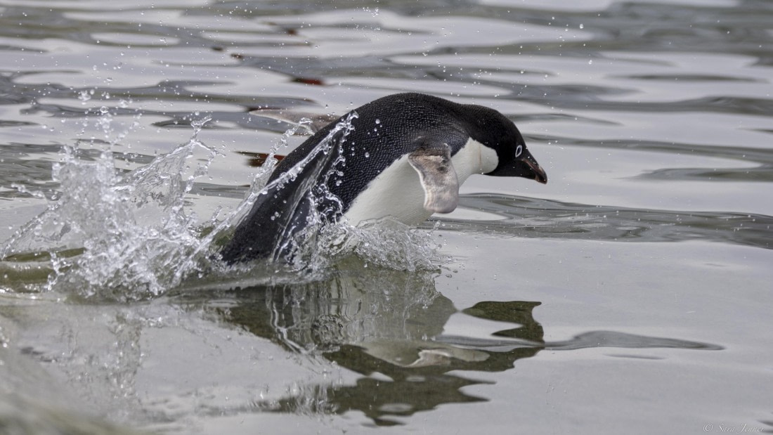 OTL28-25, Day 6, Petermann Island 6 © Sara Jenner - Oceanwide Expeditions.jpg