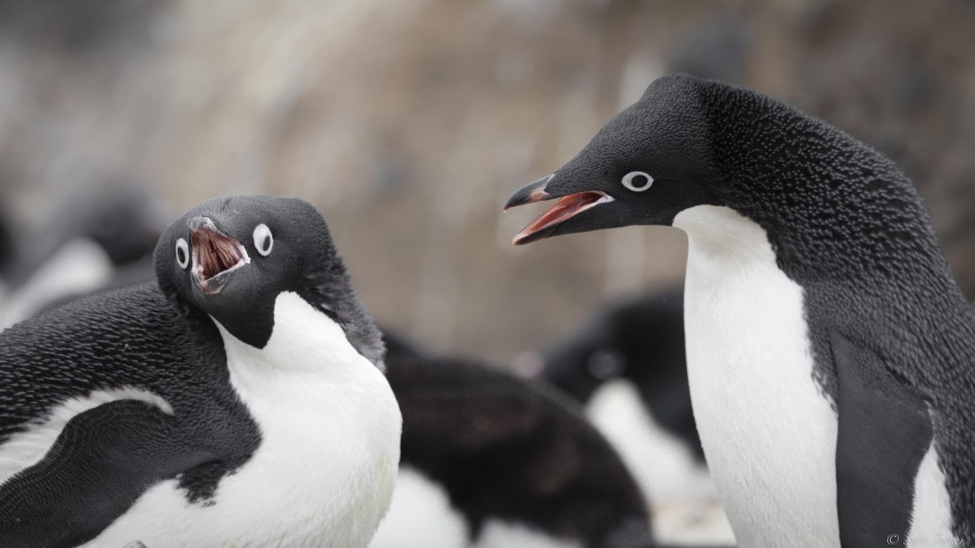 OTL28-25, Day 6, Petermann Island 7 © Sara Jenner - Oceanwide Expeditions.jpg