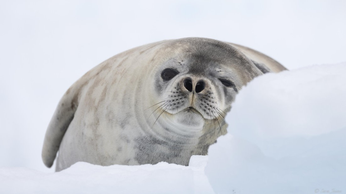 OTL28-25, Day 6, Weddell Seal 3 © Sara Jenner - Oceanwide Expeditions.jpg