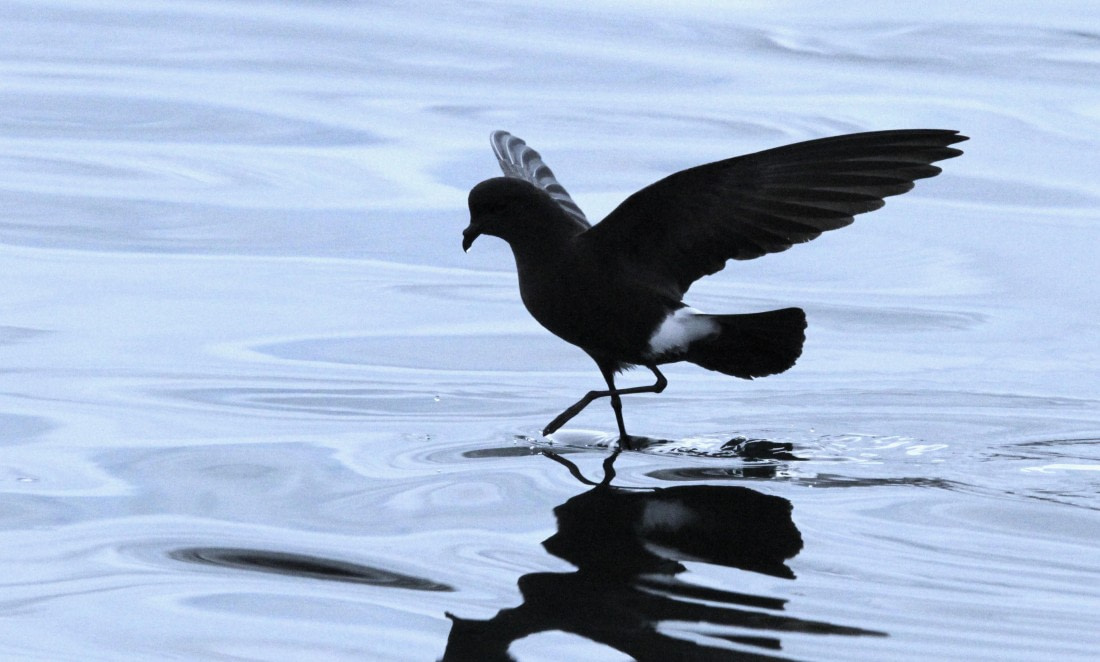 OTL28-25, Day 7, IMG_2221 © Unknown photographer - Oceanwide Expeditions.JPG