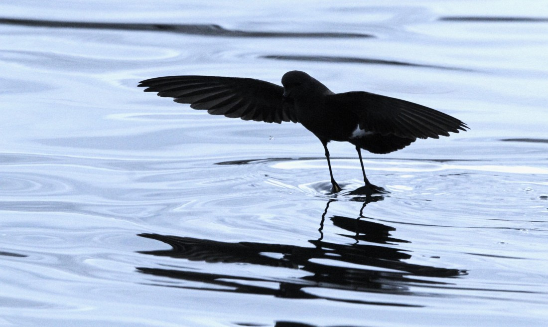 OTL28-25, Day 7, IMG_2240 © Unknown photographer - Oceanwide Expeditions.JPG