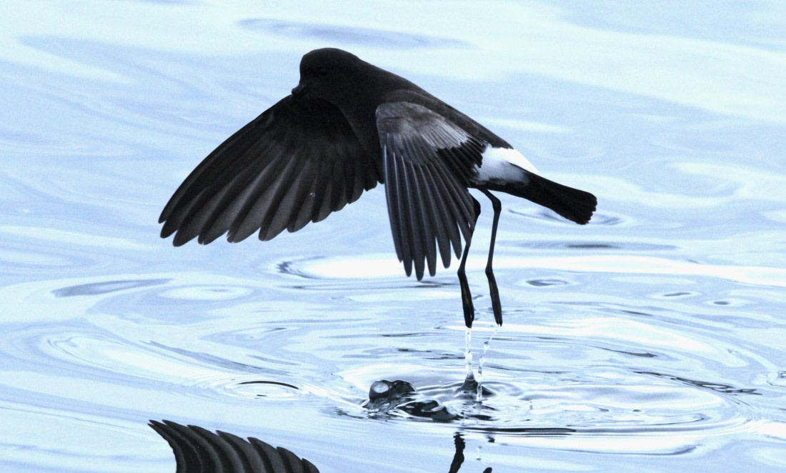 OTL28-25, Day 7, IMG_2249 © Unknown photographer - Oceanwide Expeditions.JPG