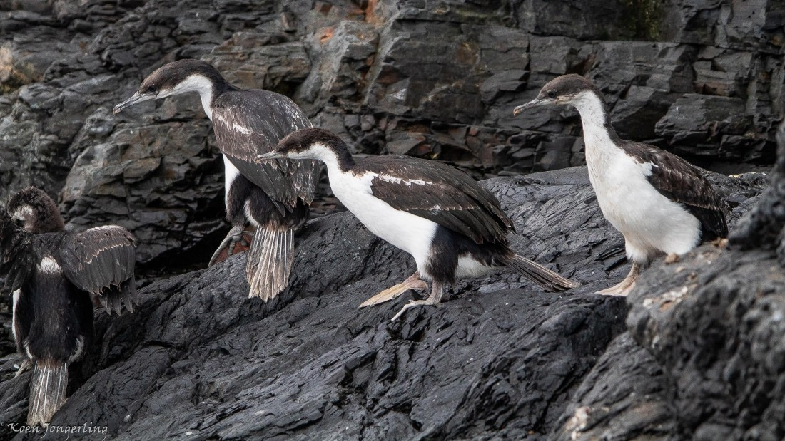 OTL28-25, Day 7, IMG_6993 © Koen Jongerling - Oceanwide Expeditions.jpg