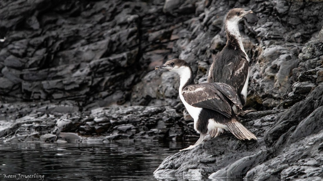 OTL28-25, Day 7, IMG_6996 © Koen Jongerling - Oceanwide Expeditions.jpg