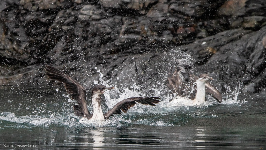 OTL28-25, Day 7, IMG_7006 © Koen Jongerling - Oceanwide Expeditions.jpg